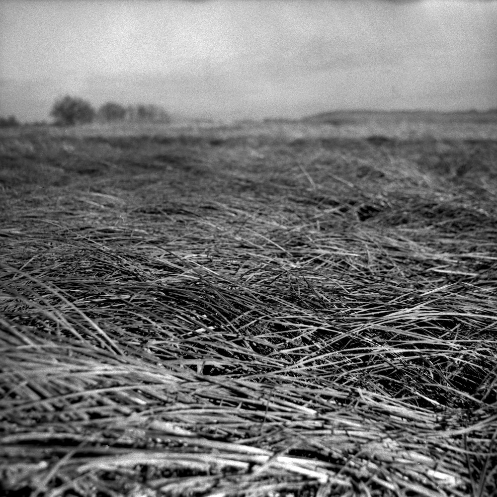 Nature / Wildlife - Warta - photo Wojciech Schoen, portfolio photographer