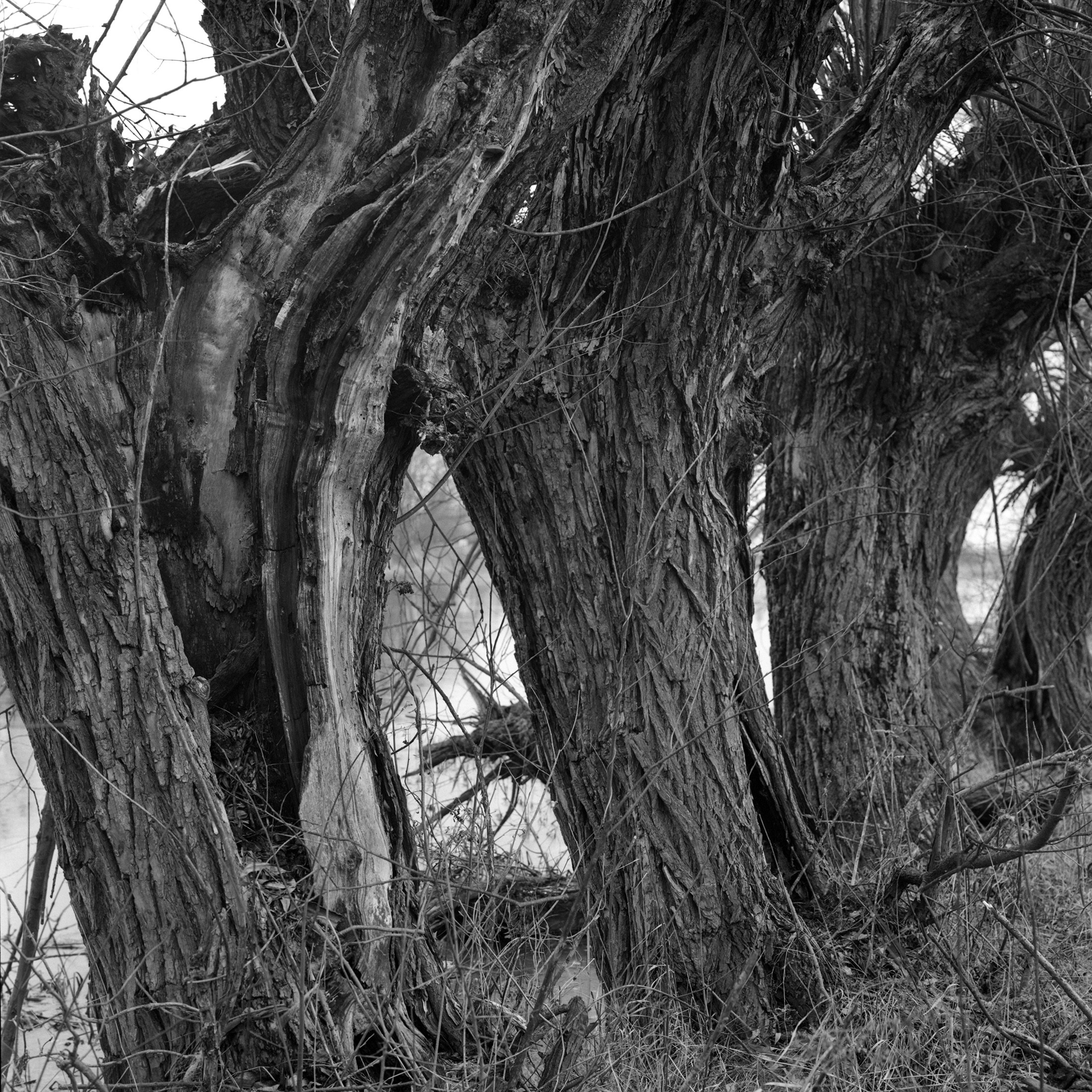Nature / Wildlife - Wierzby - photo Piotr Prokopowicz, portfolio photographer