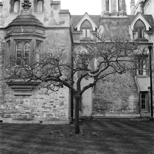 Przyroda / wildlife - Cambridge - fotografia Piotr Prokopowicz, portfolio fotograf