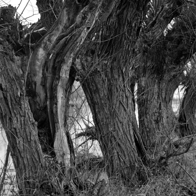 Przyroda / wildlife - Wierzby - fotografia Piotr Prokopowicz, portfolio fotograf